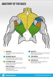 The extensor muscles are attached to back of the spine and enable standing and lifting objects. Pin On Fitness Tips