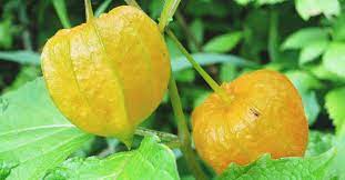They even do well growing upside down. Growing Ground Cherries How To Plant Care And Harvest Ground Cherries