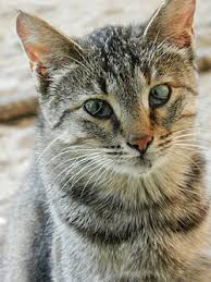 ‪Cat - Wikipedia‬‏