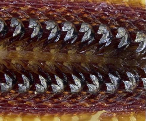 Chitons' teeth are made of the hardest biological mineral found in nature —  magnetite — and they form new sets of teeth every 3 days. UC Irvine's David  Kisailus is learning from