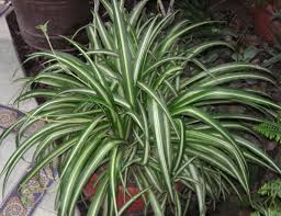 We leave the spider plant babies to happily hang out of the pots for. Chlorophytum Comosum Wikipedia