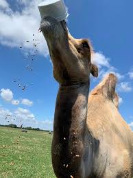 Ticket Pricing Feed Bucket Pricing Tennessee Safari Park Alamo Tn