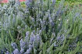 Image result for Rosmarinus officinalis