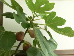 ちいさなベランダ のんびり野菜 いちじく