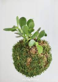 Diy Kokedama Japanese Moss Ball Planters Sand And Sisal Japanese Moss Balls Diy Kokedama Moss Ball Plants