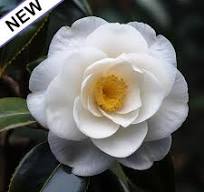 Camellia japonica Seed Oil