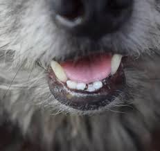 Hours may change under current circumstances Our Partners Animal Medical Center Of Chicago