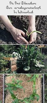Leckeren Mais Kannst Du Im Gemusegarten Oder Nutzgarten Selbst Anbauen Er Schmeckt Kostlich Du Kannst Ihn Als Zuckermais Essen Oder Trocknen Und In 2020 Plants Herbs