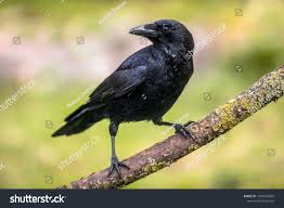 carrion crow corvus corone black bird perched on branch and looking at camera ad affiliate corvus corone carrion crow black bird bird photo crow