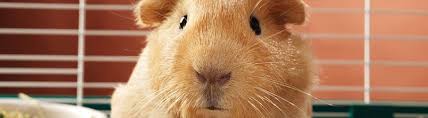 Teeth chattering, hissing, growling, and whining are all some unhappy guinea pig sounds that your guinea pig may make when they are in discomfortwith another piggie. Signs Of A Healthy Happy Guinea Pig Petco