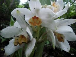Image result for Phaius