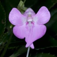 Image result for Moraea schimperi