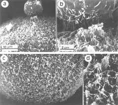 We did not find results for: The Zygote And Early Embryo Chapter 7 Fertilization