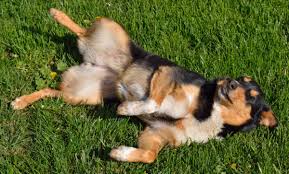 Of all the treatments out there for emotional and mental health, one that is not mentioned as frequently is the possibility of getting an emotional support dog. Mooshme Do I Qualify For An Emotional Support Animal Moosh