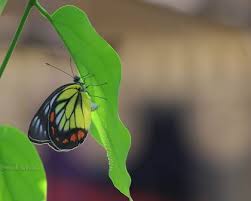 Kupu kupu adalah hewan yang memiliki rupa yang sangat indah. Intip Metamorfosa Sempurna Kupu Kupu Klik Hijau