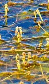 Image result for Potamogeton pusillus