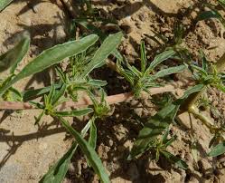 Image result for Amaranthus graecizans