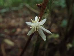 Image result for Caloncoba crepiniana