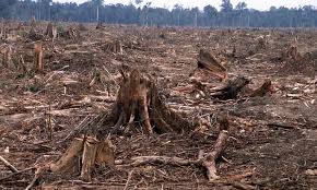 Short Summery About World Deforestation Problems Rainforest Deforestation Deforestation Habitats