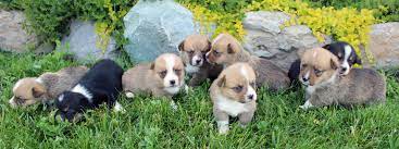 Find a welsh corgi puppy for sale. Corgi Puppies Rustic Barn Kennels