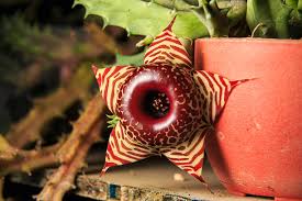 Image result for Huernia zebrina