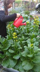 Berkebun di rumah secara langsung dapat mengurangi polusi udara, terutama di perkotaan. Tinggal Di Kawasan Perumahan Pun Keluarga Ni Boleh Berkebun Sayur Hasil Tanaman Memang Wow Keluarga