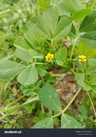 Image result for Medicago polymorpha