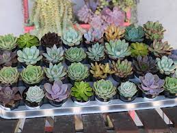Remember that succulents don't like to have their roots buried too deeply under the ground. What Is A Rosette Succulent World Of Succulents