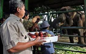 Miris, beruang di kebun binatang bandung ini kelaparan dan tak terurus. 76 Satwa Kbs Dikirim Malam Ke Banyuwangi