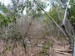 Image result for Salacia madagascariensis