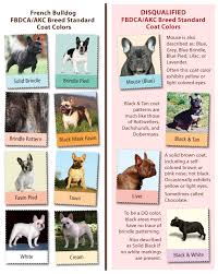 Perspicuous French Bulldog Dna Chart French Club Chart