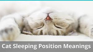 This position is extremely advanced and not recommended for amateur sleepers. Cat Sleeping Position Meanings What Does Belly Up Or Curled Up Mean
