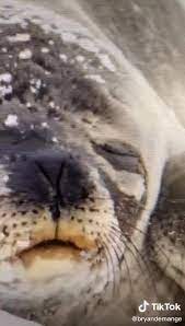 Saying seal in european languages. How Do You Say I M A Translator Because God Is Busy