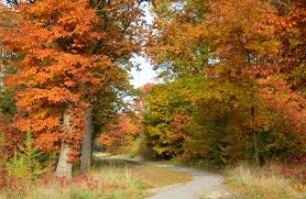 Afbeeldingsresultaat voor wandelpad appelscha in de herfstkleuren
