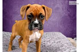 Boxer · eureka springs, ar. Boxer Puppies For Sale Near Me Change Comin
