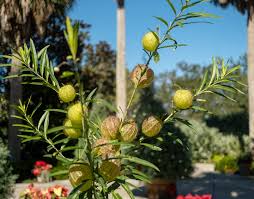 Image result for Gomphocarpus
