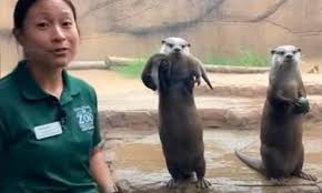 During a keeper talk at the San Diego Zoo, a crowd gathers as the otters  come closer to the glass for a better look. One mother waddles right up and  proudly shows