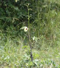 Image result for Hibiscus mastersianus
