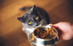 Produk ini sudah banyak dijual di pasaran, dan sangat populer bagi para pecinta kucing. 5 Merk Makanan Kucing Persia Yang Bagus Dan Terbaik 2021