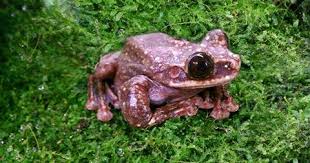 These beautiful treefrogs have the ability to change colors; The Rabbs Tree Frog Just Went Extinct Scientific American Blog Network