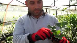 Cilek Fidesi Nasil Ve Ne Zaman Dikilir Cilek Fidesi Satisi Youtube