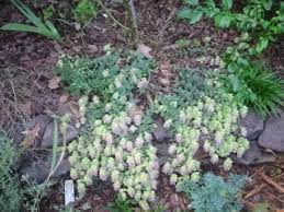 It is a hardy plant and makes for a good ground cover. Ornamental Oreganos For Butterflies For Bees For Beauty But Not For You Dave S Garden