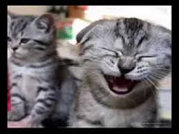 Kedi Miyavlamasi Youtube