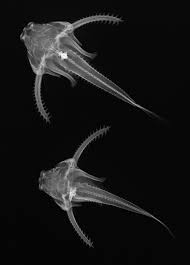 Come in and dine with us today! Pirillo Large Ornate Pectoral Spines Extend From The Sides Of These Small South American Catfish When Locked In A Fish Illustration Deep Sea Animals Xray Art