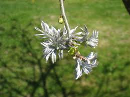 Maybe you would like to learn more about one of these? File Maackia Amurensis Shoreway Arboretum Southern Maine Community College South Portland Me Img 8168 Jpg Wikimedia Commons