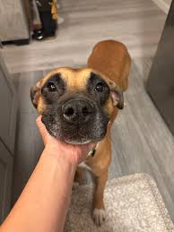 Adoptable dog Roscoe needs a home