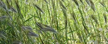 We did not find results for: Central Australian Grass Identification Guide Land For Wildlife Garden For Wildlife Central Australia