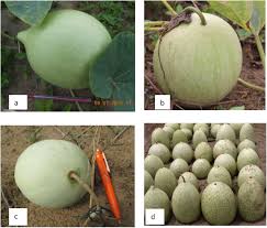 Image result for Lagenaria rufa