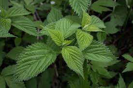 Wood Nettles Recipe Nettle Wild Food Plant Leaves