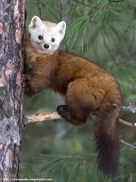 Pine Marten Pine Marten Cute Wild Animals Animals Beautiful Cute Animals